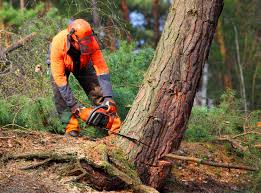 Best Lawn Watering Services  in Bayside Gardens, OR